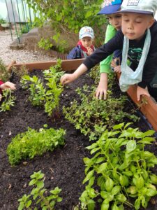 Na zdjęciu dzieci pochylające się na skrzynką z ziemią, sadzą różne zioła - bazylia, mięta